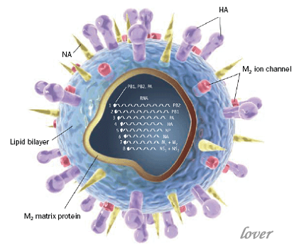 H7N9еĿ֪R(sh)